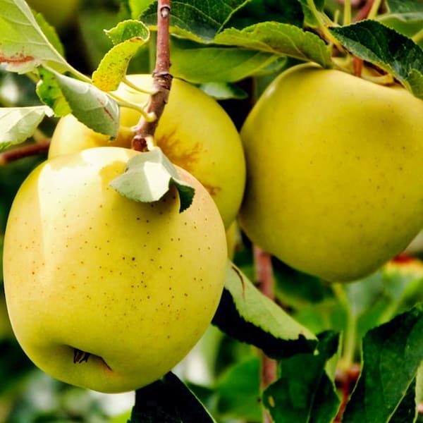 فروش سیب زرد لبنانی + قیمت خرید به صرفه