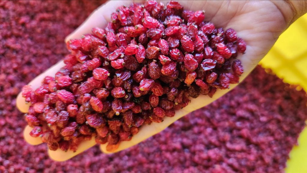 خرید و فروش زرشک پفکی درجه یک با شرایط فوق العاده