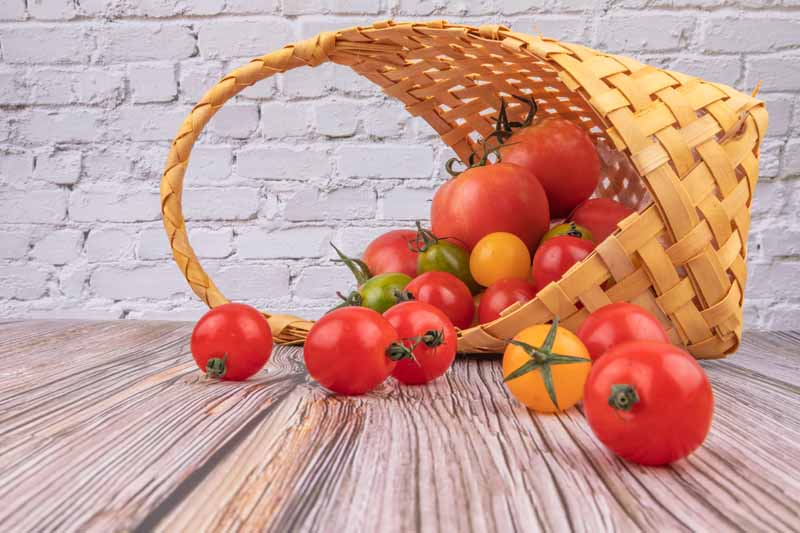 خرید گوجه فرنگی گلخانه + قیمت فروش استثنایی