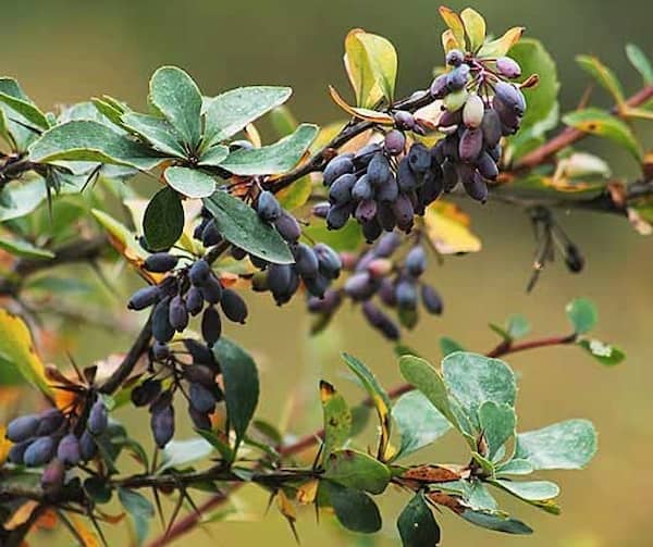 خرید و فروش زرشک وحشی سیاه با شرایط فوق العاده