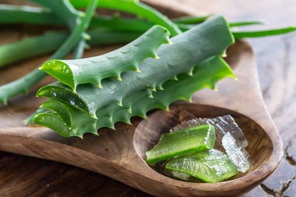 خرید و فروش گیاه آلوئه ورا ابلق با شرایط فوق العاده