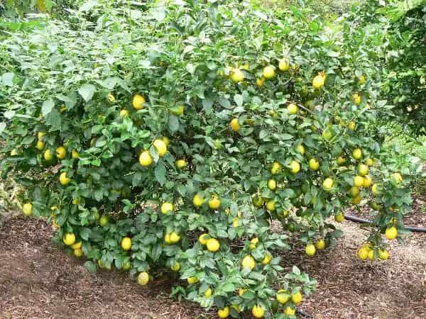 قیمت خرید نهال نارنج شیراز + فروش ویژه