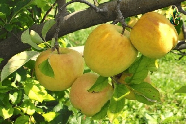 فروش سیب زرد کارتونی + قیمت خرید به صرفه