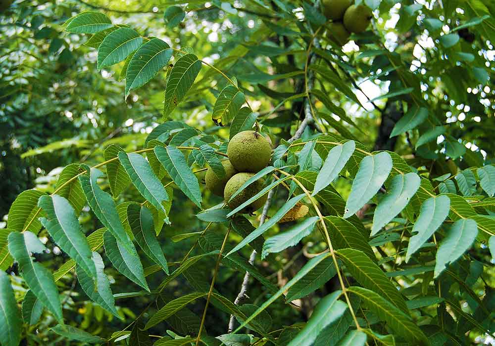 خرید و فروش نهال گردو تویسرکان با شرایط فوق العاده