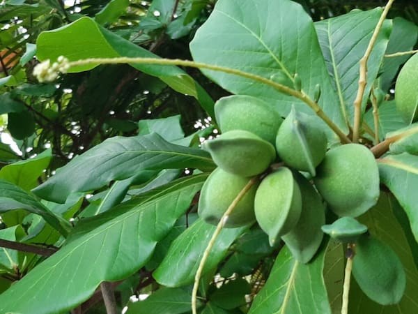 خرید و قیمت نهال گردو اسرائیلی + فروش عمده
