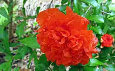 خرید گلنار فارسی برای قطع خونریزی + قیمت فروش استثنایی