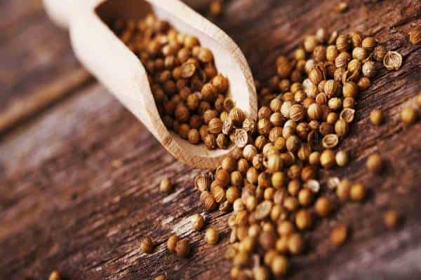 خرید بذر گشنیز هلندی + قیمت فروش استثنایی