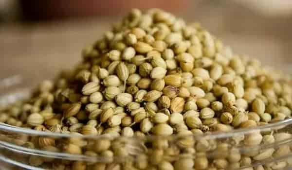 قیمت خرید بذر گشنیز خارجی با فروش عمده