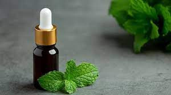 خرید و قیمت پودر منتول اکالیپتوس + فروش عمده