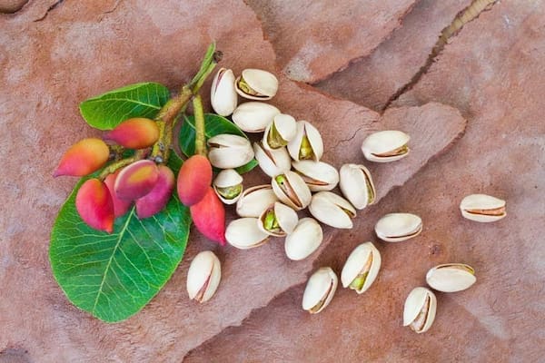 قیمت خرید پسته اکبری دامغان + فروش ویژه
