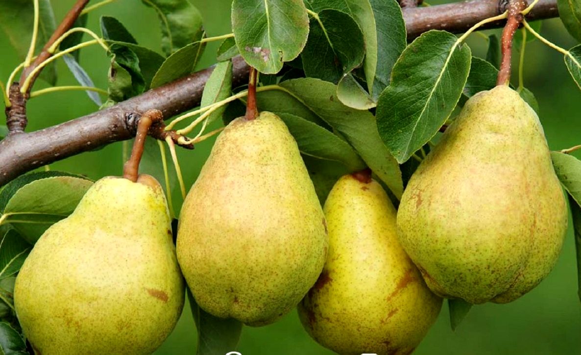 خرید نهال گلابی شاه میوه + قیمت فروش استثنایی