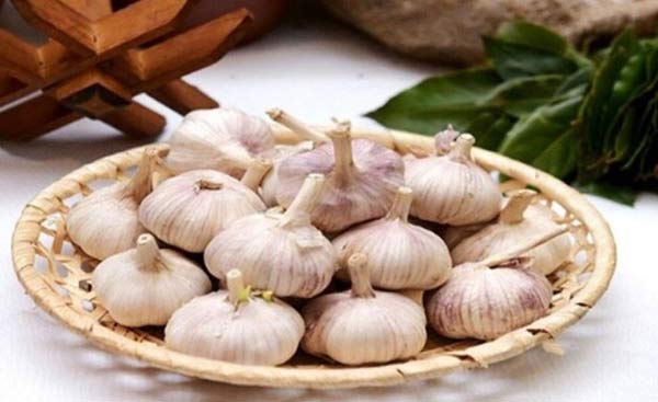 خرید و قیمت سیر خشک عمده + فروش عمده