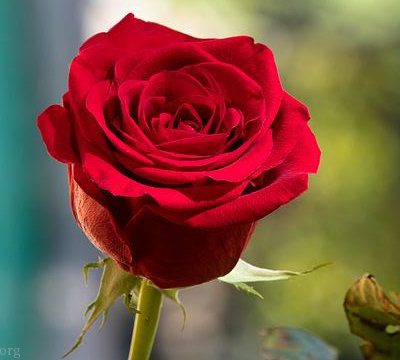 فروش گل سرخ کاشان + قیمت خرید به صرفه