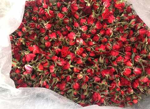 قیمت گل سرخ معطر با کیفیت ارزان + خرید عمده