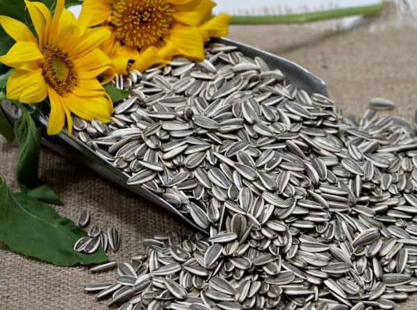 خرید تخمه آفتابگردان تازه + قیمت فروش استثنایی