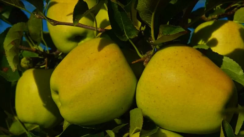 قیمت سیب گلابی زرد + خرید باور نکردنی