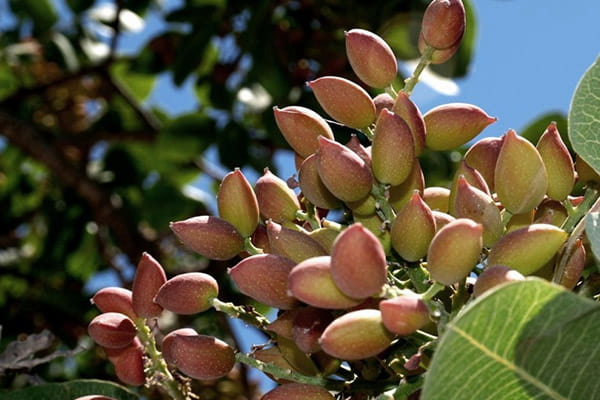 قیمت پسته جنگلی ریز + خرید باور نکردنی