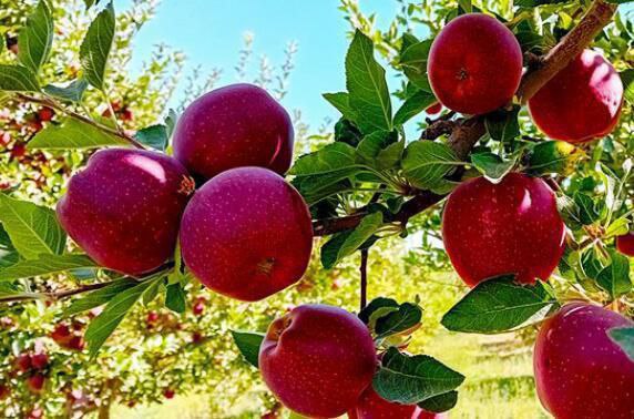 قیمت خرید سیب سمیرم صادراتی با فروش عمده