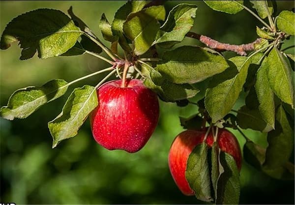 قیمت سیب وحشی جنگلی + خرید باور نکردنی