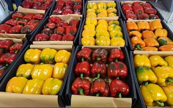 قیمت فلفل دلمه ای گلخانه ای + خرید باور نکردنی