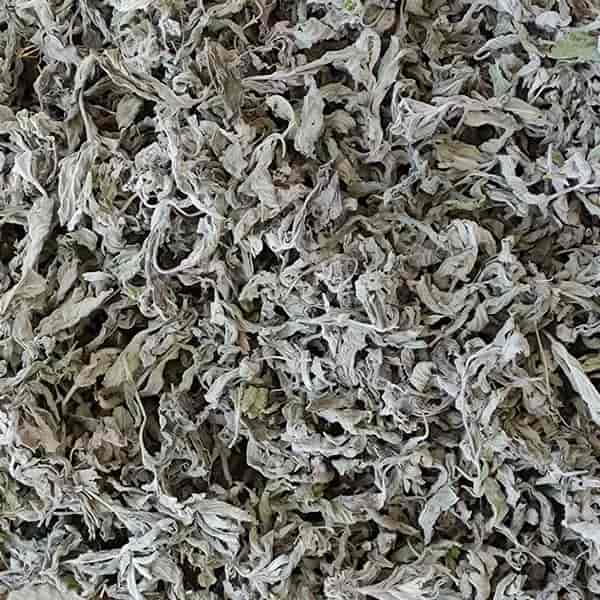 فروش پونه کوهی سفید + قیمت خرید به صرفه