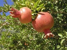 قیمت خرید انار رباب صادراتی با فروش عمده
