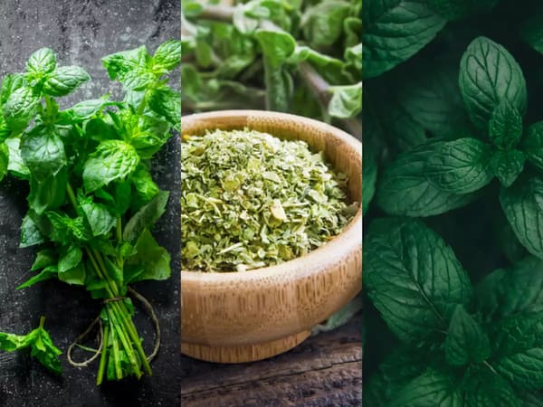 قیمت خرید نعنا خشک عمده + فروش ویژه