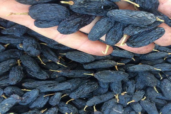 فروش مویز سیاه درشت + قیمت خرید به صرفه