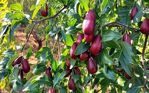 خرید عناب گلابی اصفهان + قیمت فروش استثنایی