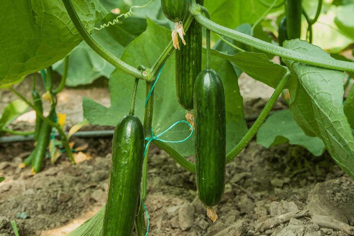 خرید خیار سبز گلخانه ای + قیمت فروش استثنایی