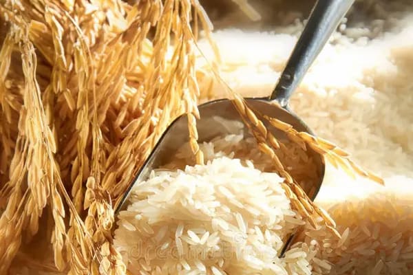 قیمت خرید برنج طارم هاشمی اصل عمده به صرفه و ارزان