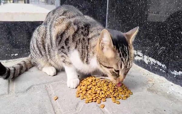 قیمت روز خوراک بچه گربه