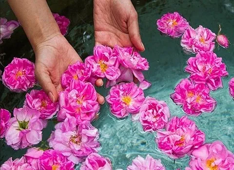 فروش گل محمدی رونده + قیمت خرید به صرفه