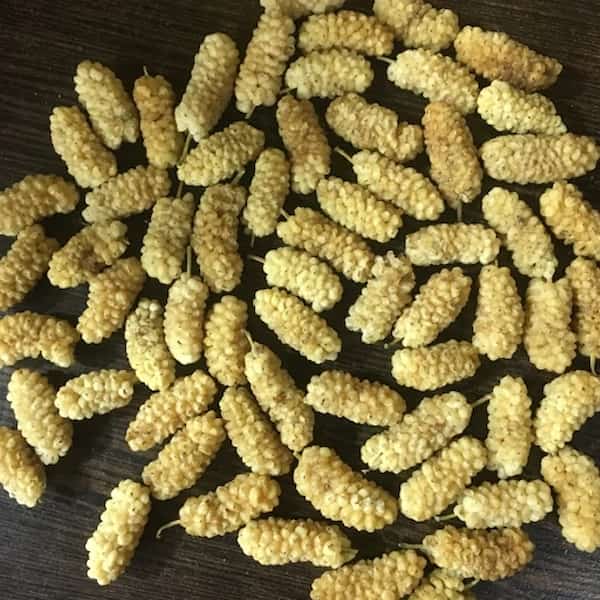 خرید و قیمت توت خشک موزی + فروش عمده
