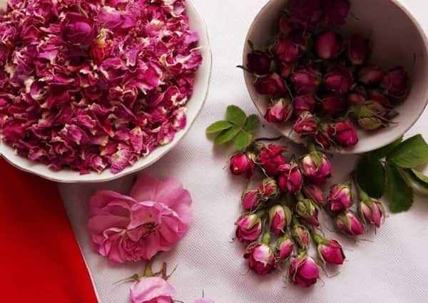 فروش غنچه گل محمدی قرمز + قیمت خرید به صرفه