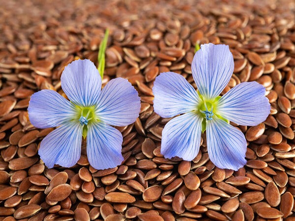 قیمت خرید تخم کتان برای مو + فروش عمده
