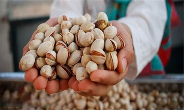 قیمت پسته صادراتی با کیفیت ارزان + خرید عمده