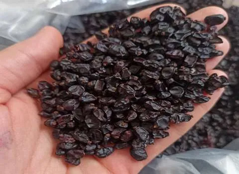 قیمت زرشک سیاه بیدانه + خرید باور نکردنی