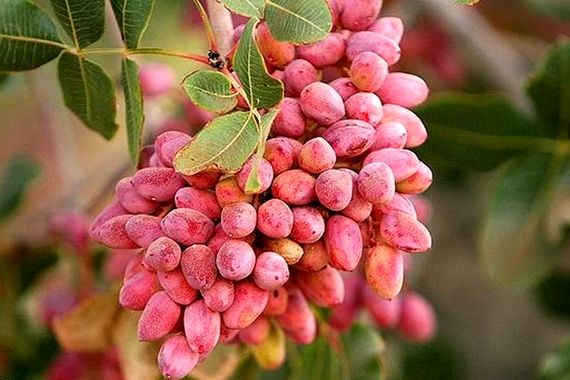 قیمت خرید پسته اکبری تازه با فروش عمده