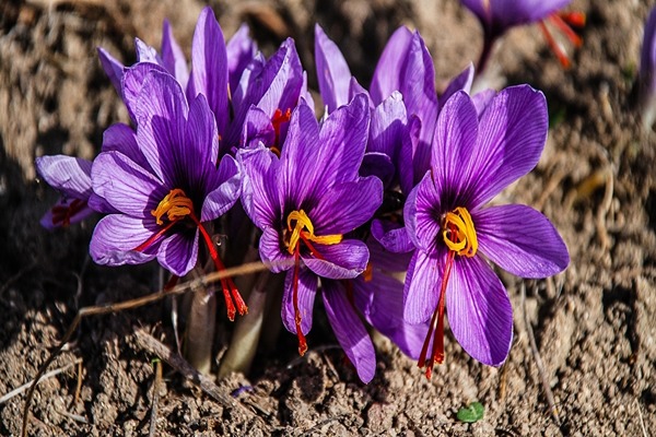 قیمت خرید گل گاوزبان اردبیل + فروش ویژه