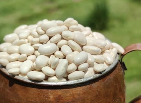 خرید لوبیا سفید شمالی + قیمت فروش استثنایی