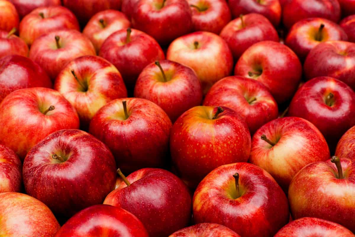 قیمت خرید سیب قرمز لبویی + فروش ویژه