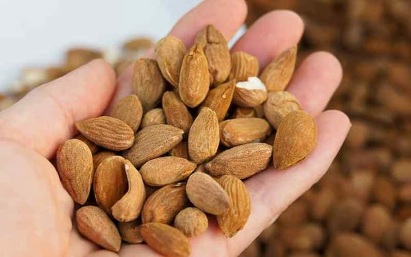 فروش مغز بادام کوهی + قیمت خرید به صرفه