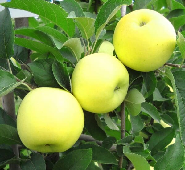 فروش سیب گلاب زرد + قیمت خرید به صرفه
