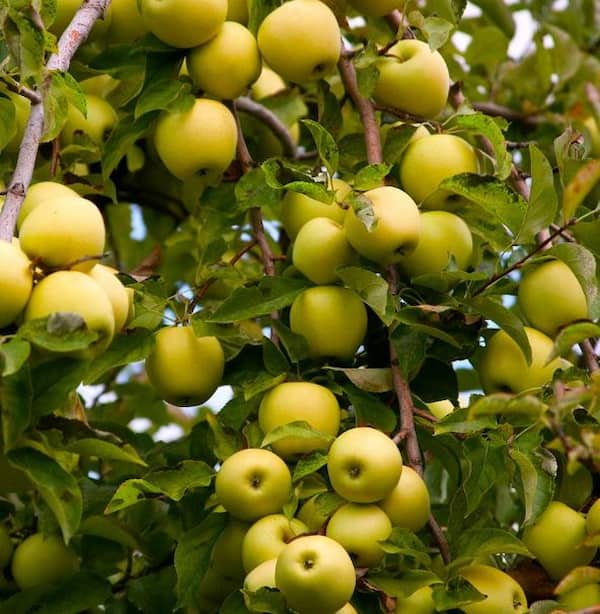 قیمت سیب گلاب کوچک با کیفیت ارزان + خرید عمده