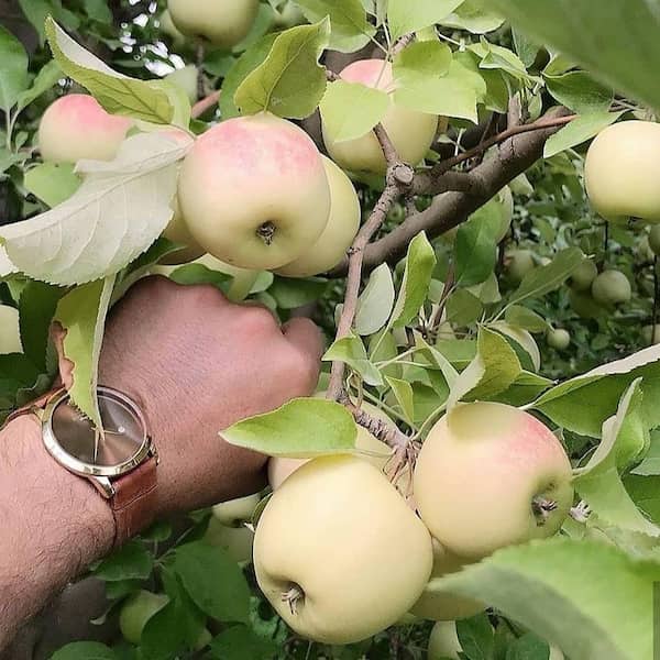 فروش سیب گلاب گرمسیری + قیمت خرید به صرفه