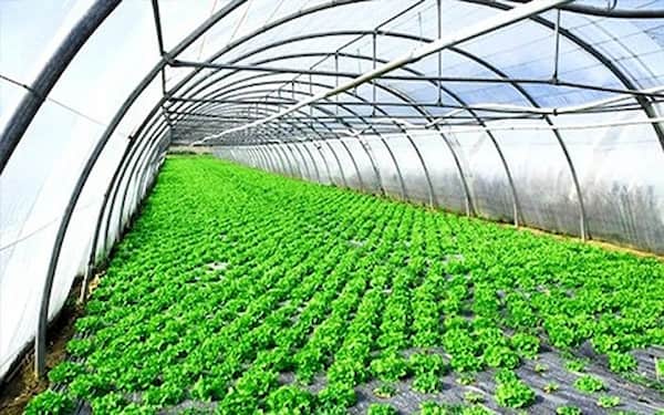 فروش نایلون گلخانه ای پلی اتیلن + قیمت خرید به صرفه