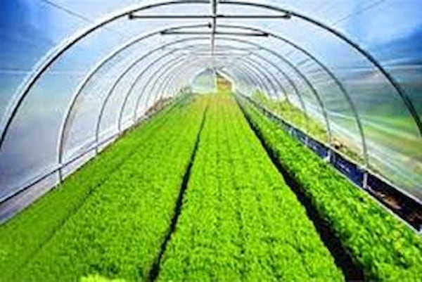 قیمت خرید نایلون گلخانه دیوار عمده به صرفه و ارزان