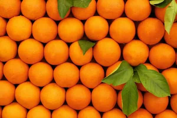 خرید پرتقال تامسون شمال + قیمت فروش استثنایی