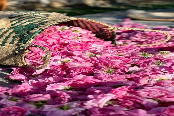 قیمت خرید پر گل محمدی + فروش ویژه